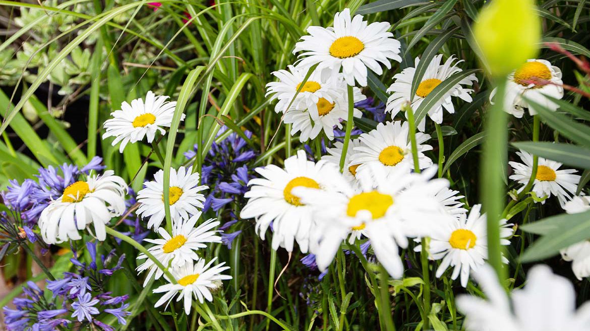 Mélange de fleurs du jardin