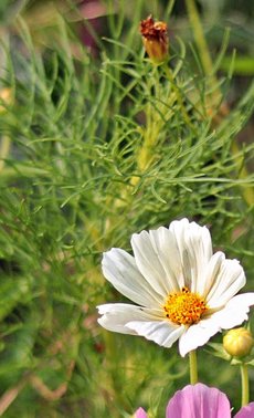 Les plantes vivaces: les alliées de votre jardin

 