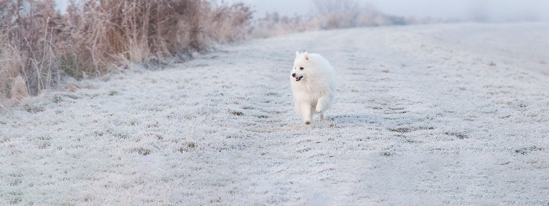 Prendre soin de son chien pendant la saison froide