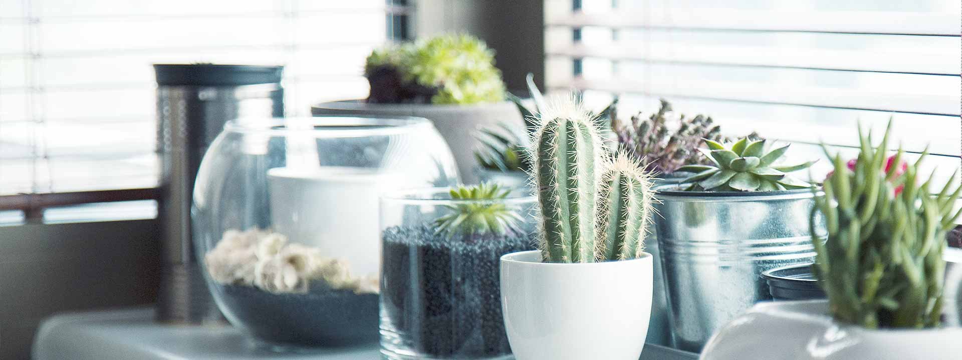 Comment débuter une collection de plantes ?