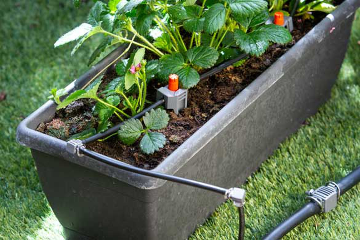 Arrosage automatique pour potager