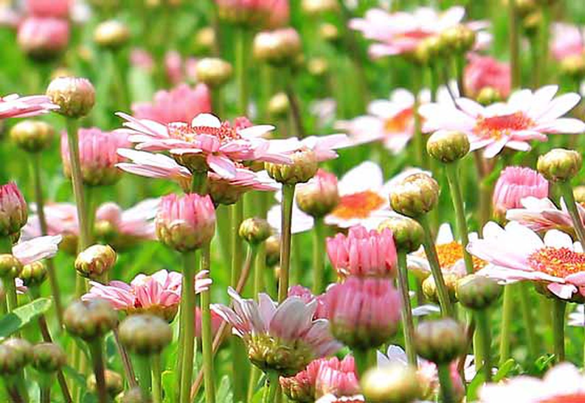 Zones sauvages dans le jardin