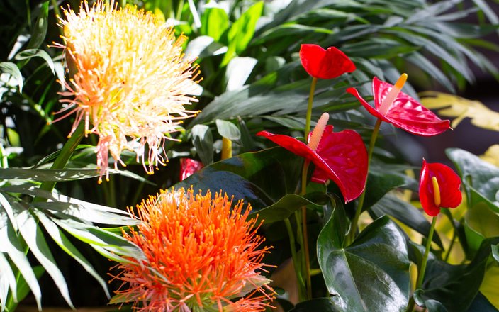 Plantes fleuries | Anthurium, bégonias, spathiphyllum