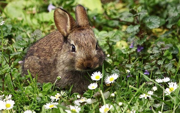 Astuces pour installer votre lapin au jardin