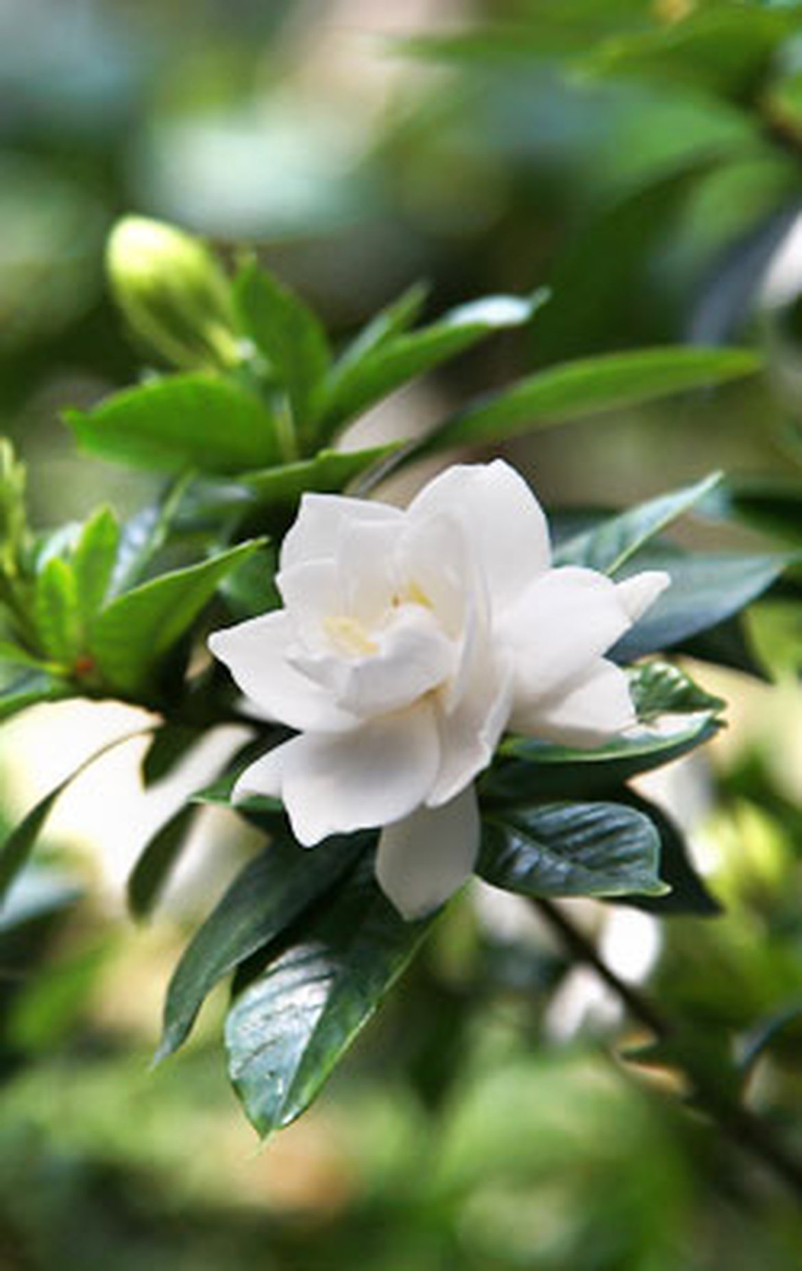 Gardenia