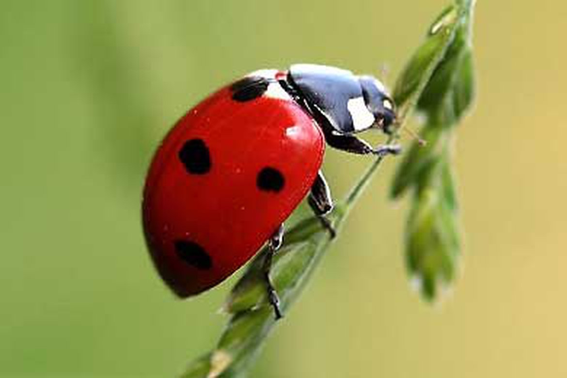 Coccinelle