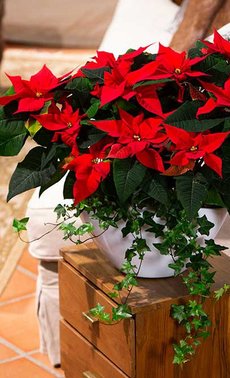 Les poinsettias - production et histoire

 