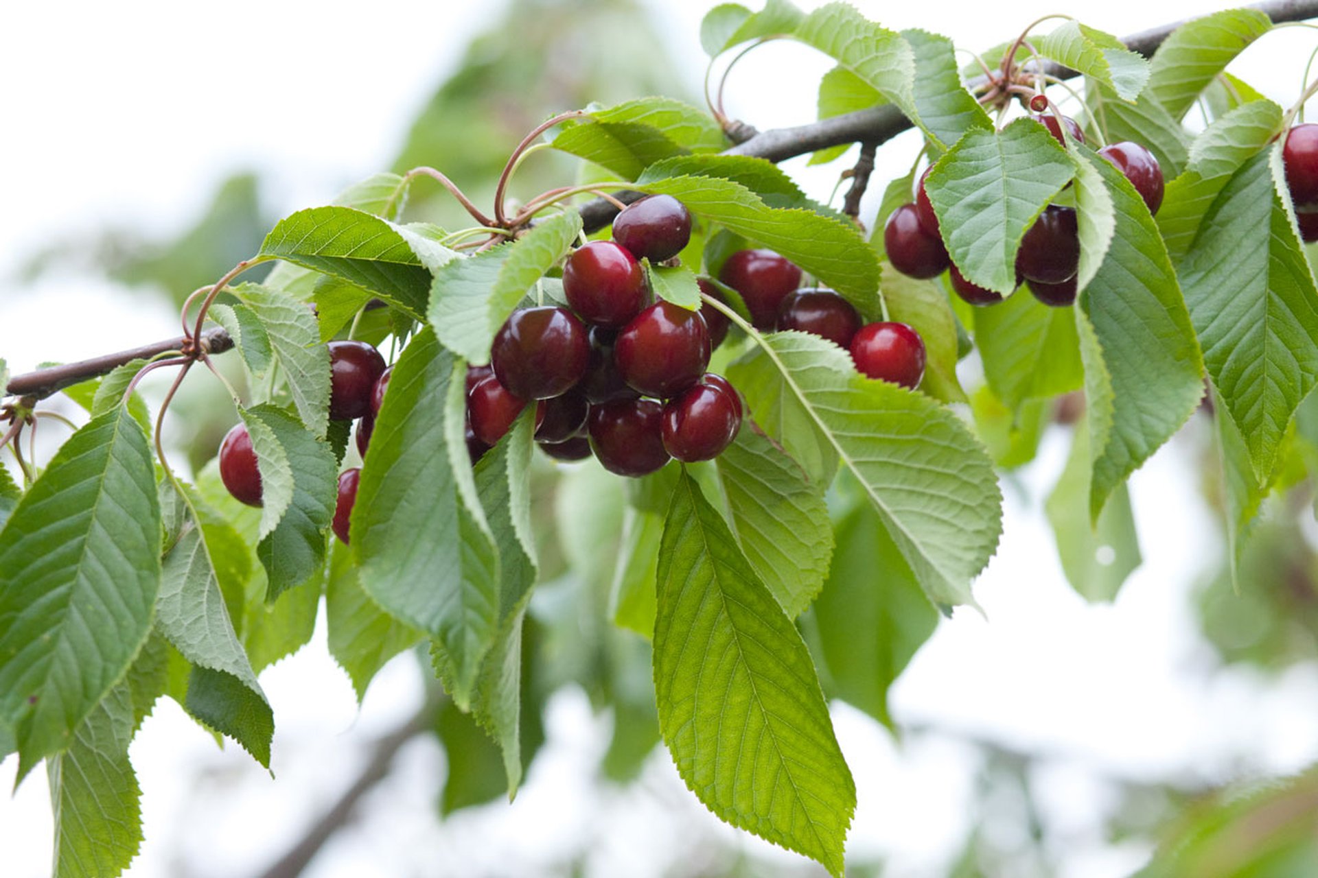 Arbres fruitiers & petits fruits