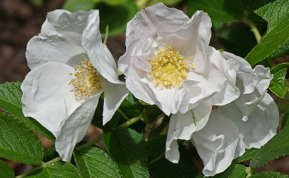 Rose 'Rugosa Alba'