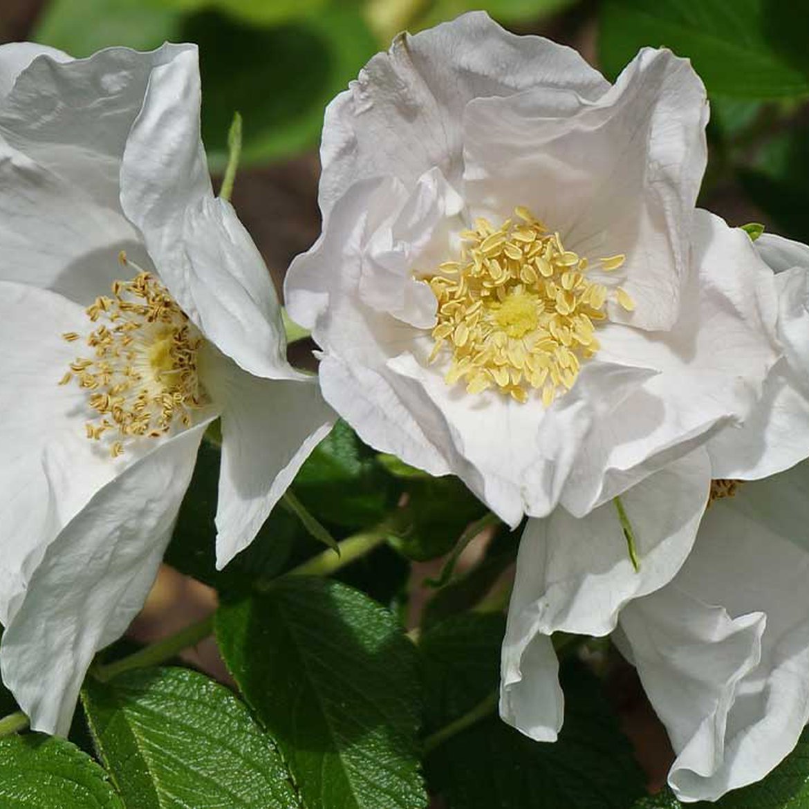 Rose 'Rugosa Alba'