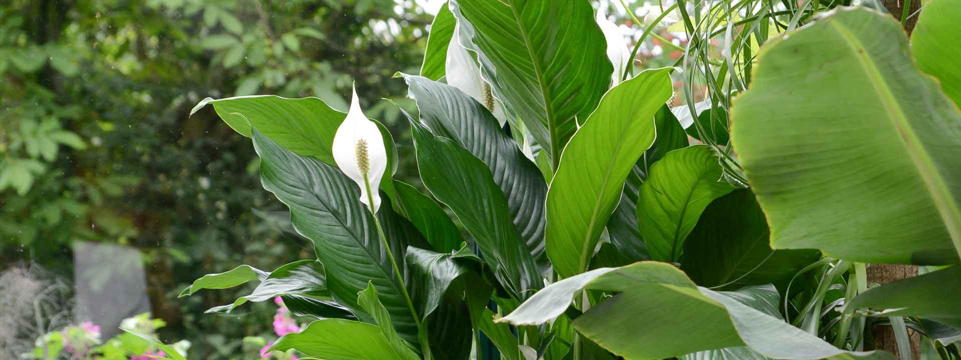 Comment concevoir une décoration d’intérieur chaleureuse et originale grâce aux plantes tropicales