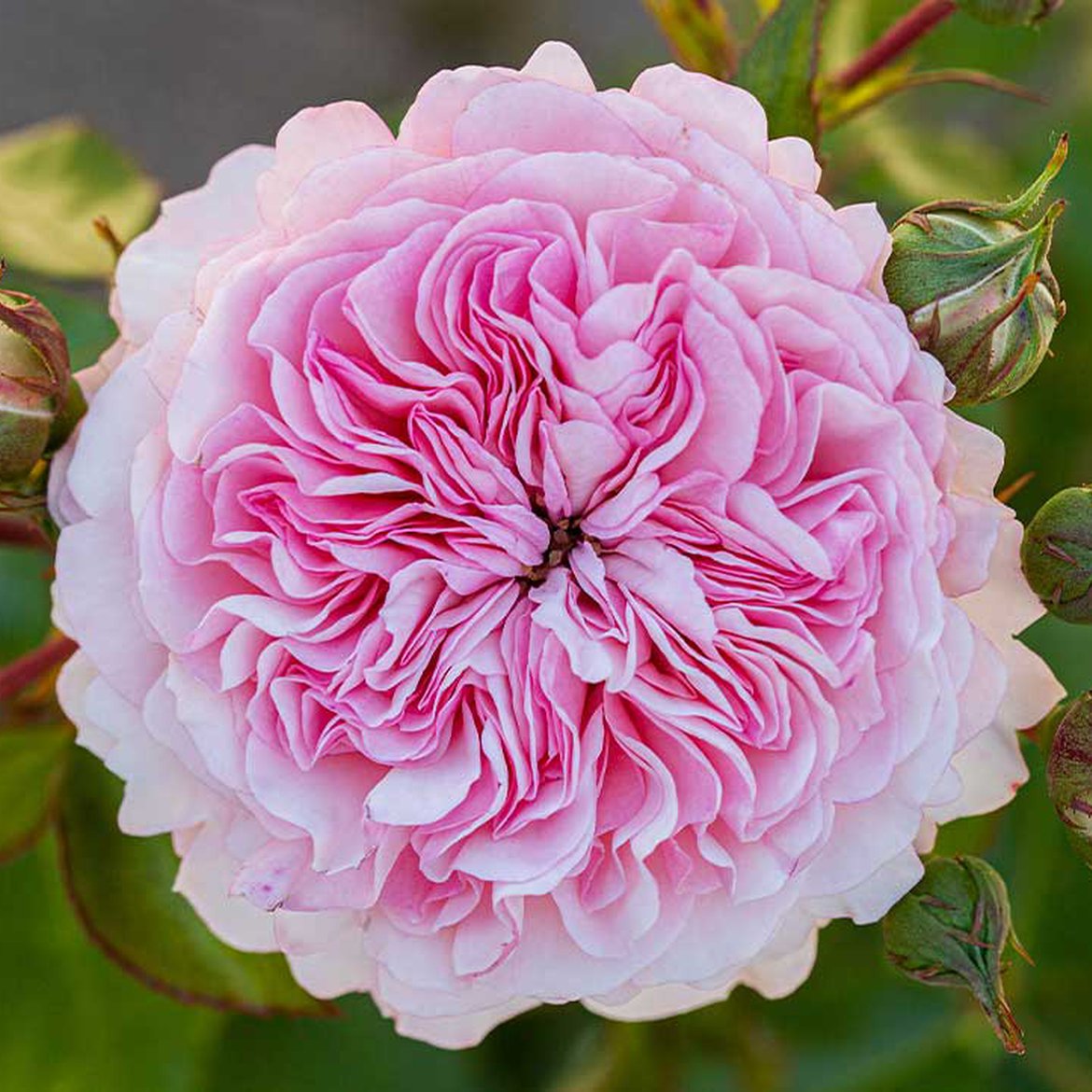 Rose 'Rosa Maria Theresia'