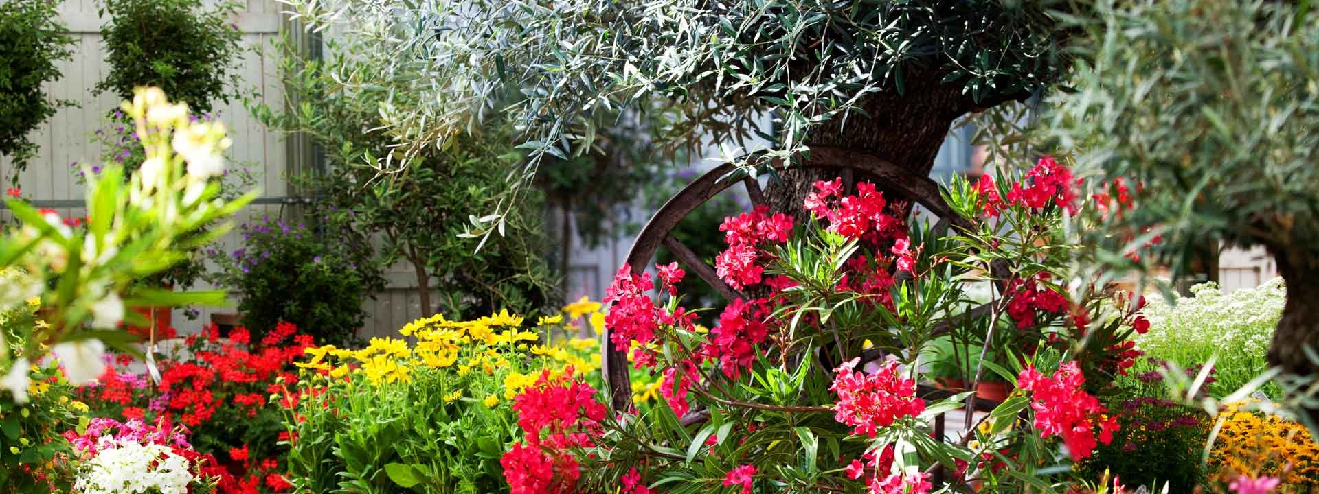 Créez un jardin méditerranéen