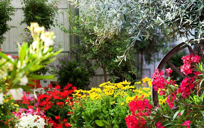 Créez un jardin méditerranéen