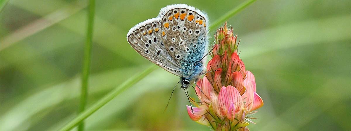 Créez un jardin accueillant pour les papillons