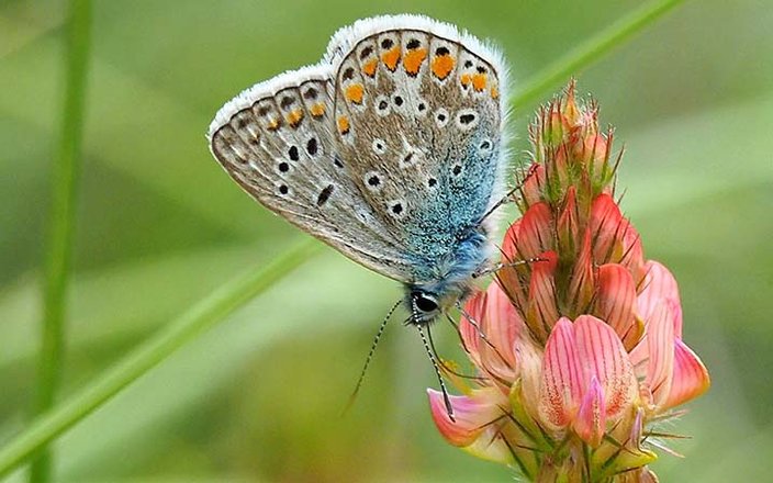 Créez un jardin accueillant pour les papillons