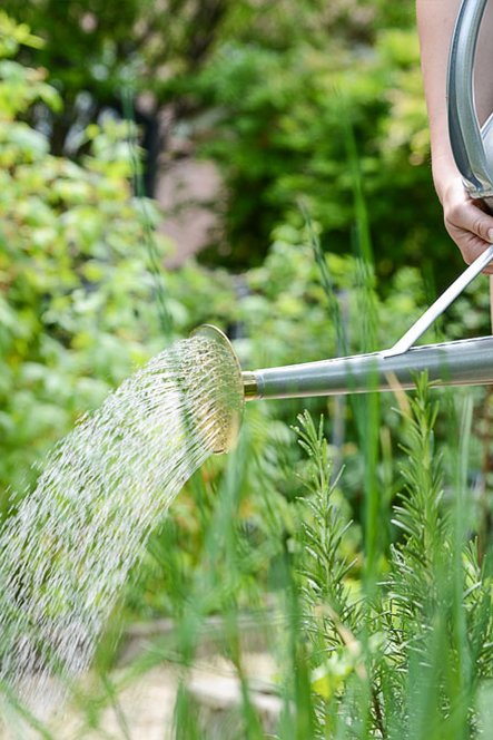 L'arrosage, le point clé pour une plante en bonne santé

 