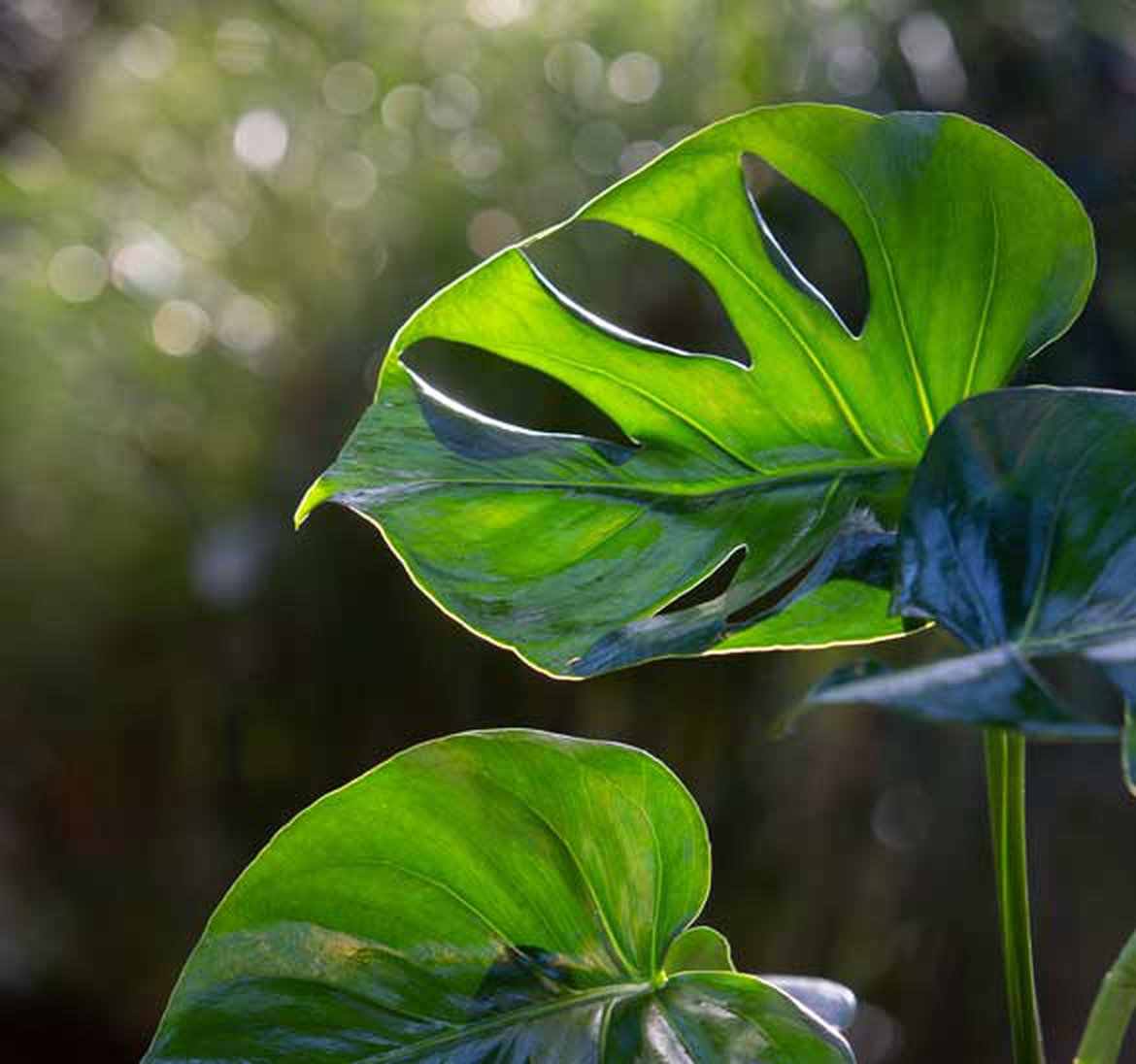 philodendron