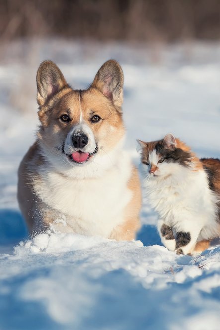 Prenez soin de votre chien pendant la saison froide