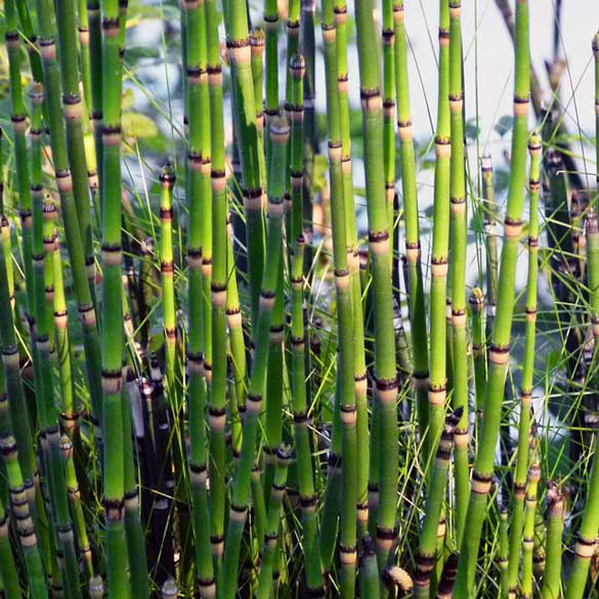 Equisetum