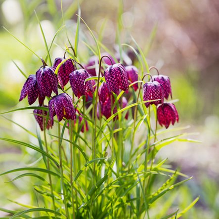 Fritillaria meleagris

 