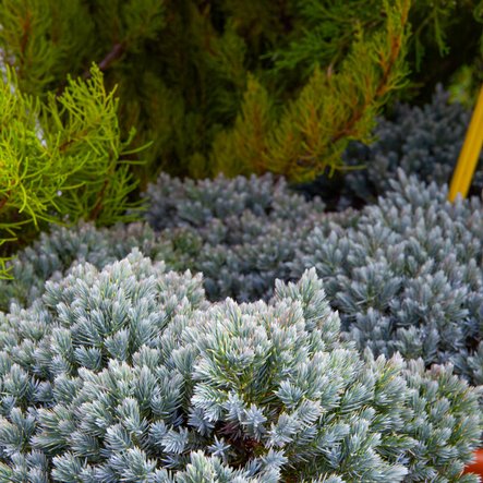  Conifère de notre production, diverses variétés