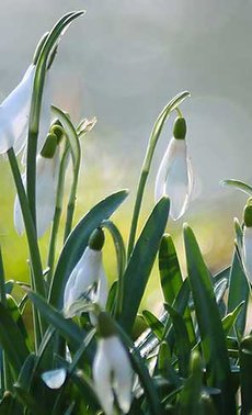 Planter des bulbes d’automne

 